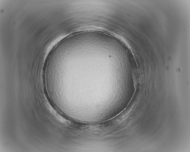 X0000075360995200609291456