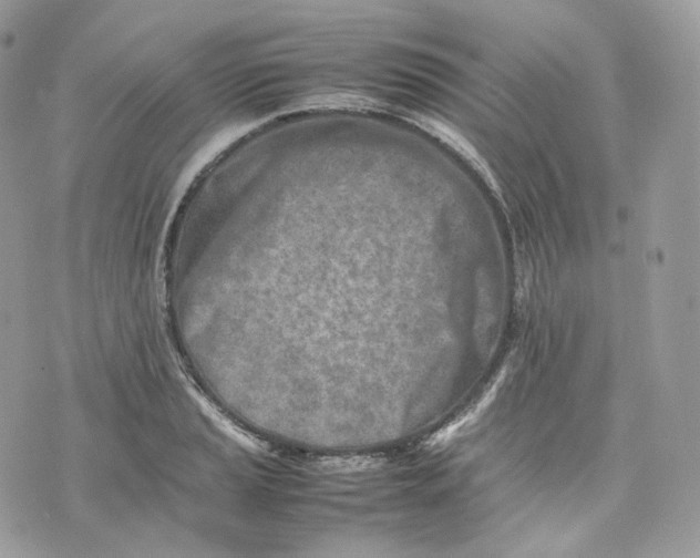 X0000075361037200609291456