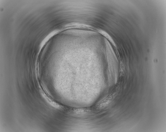 X0000075361098200609291455