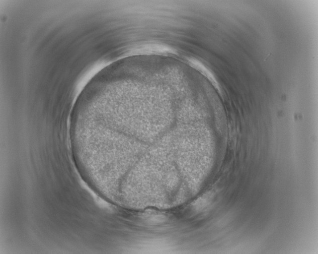 X0000075361103200609291454