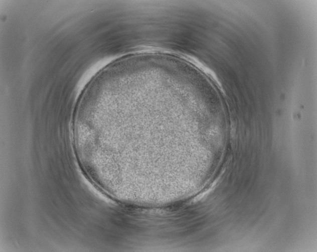 X0000075361239200609291453