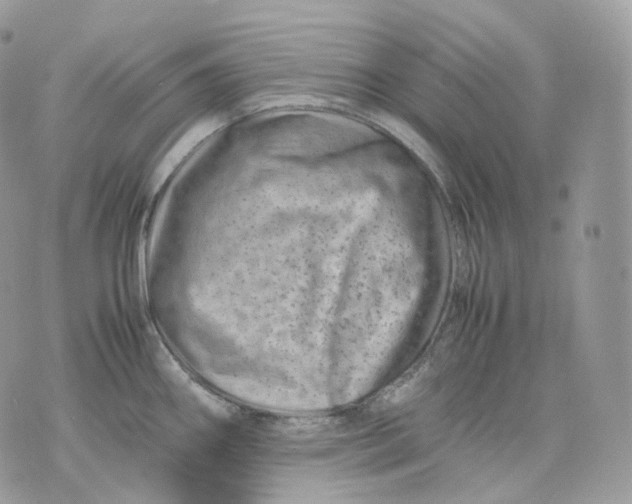 X0000075361290200609291451