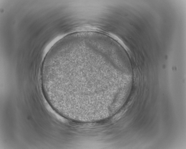 X0000075361387200609291450