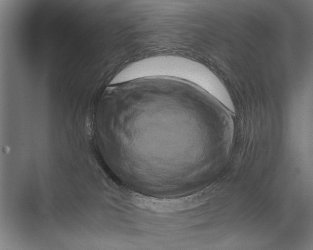 X0000075360039200610061758