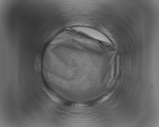 X0000075360205200610061755