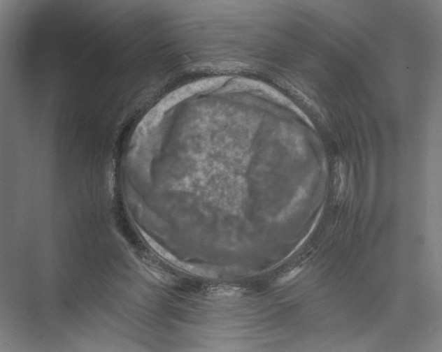 X0000075360206200610061755