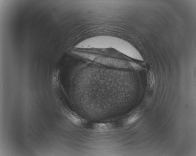 X0000075360239200610061755