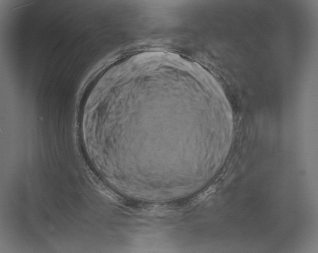 X0000075360293200610061754