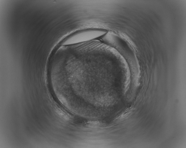 X0000075360391200610061752