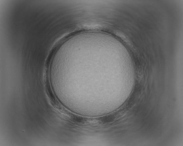 X0000075360583200610061749