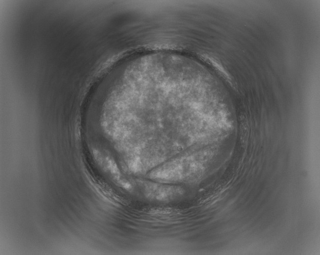 X0000075360631200610061747