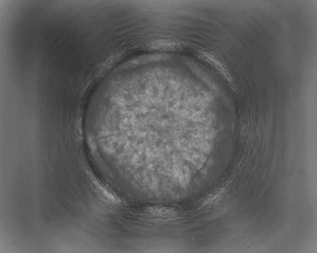 X0000075360633200610061748