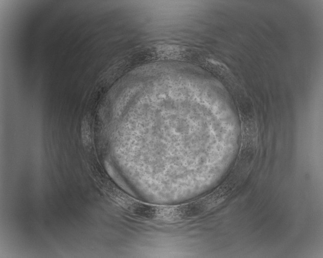 X0000075360705200610061747