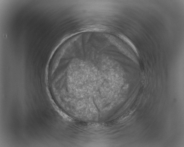 X0000075361099200610061740