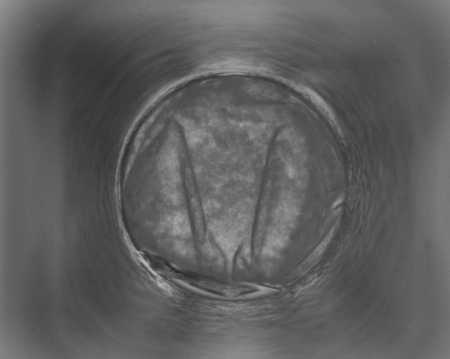 X0000075361191200610061739