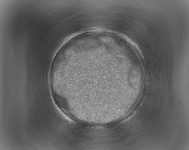 X0000075361239200610061738