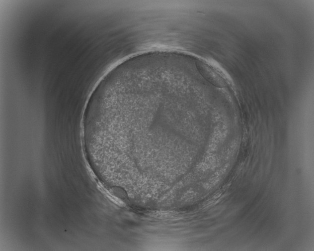 X0000075361287200610061737