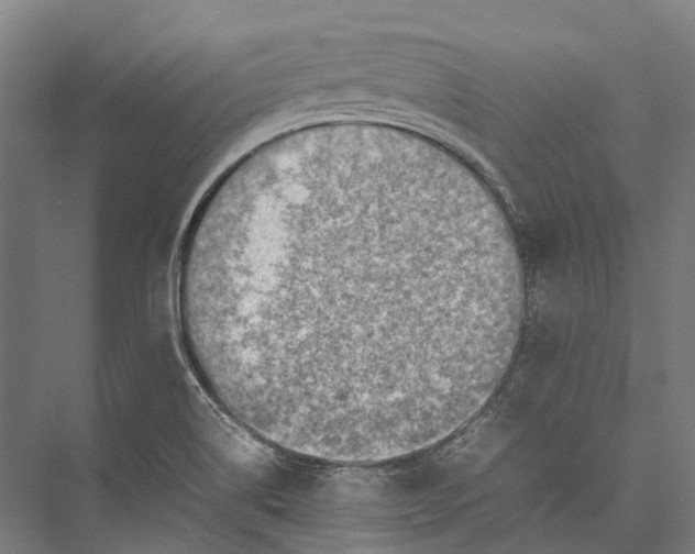 X0000075361514200610061733