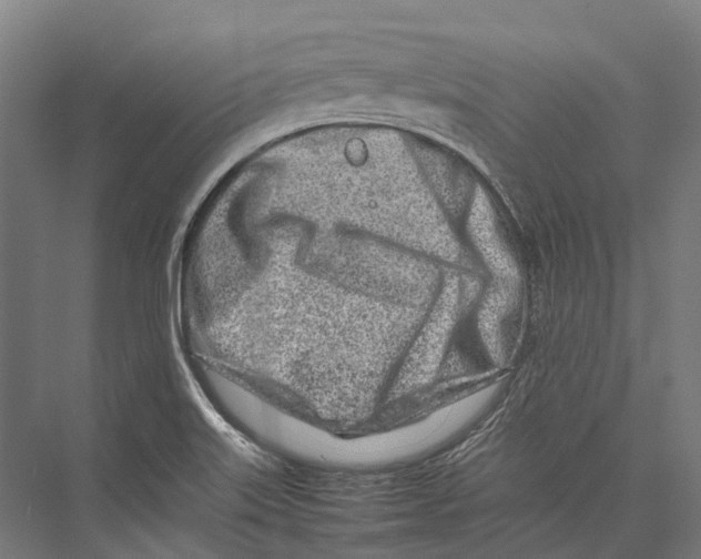 X0000075361515200610061733