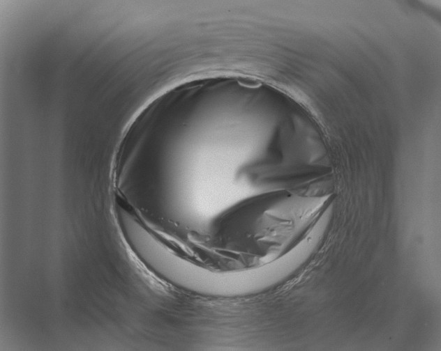 X0000075361524200610061733