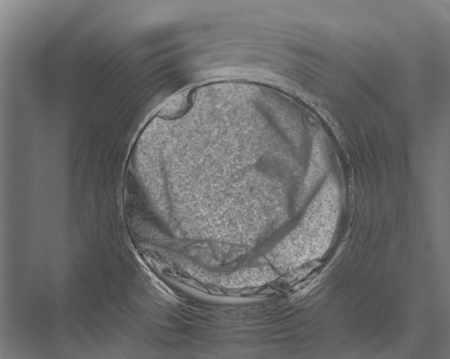 X0000075361529200610061734