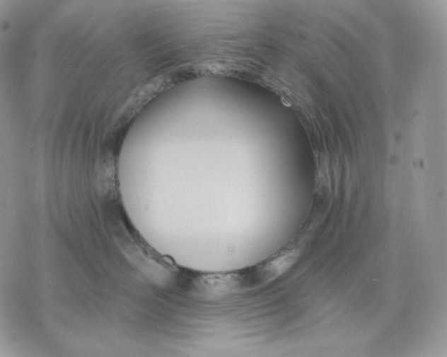 X0000075370526200609291529