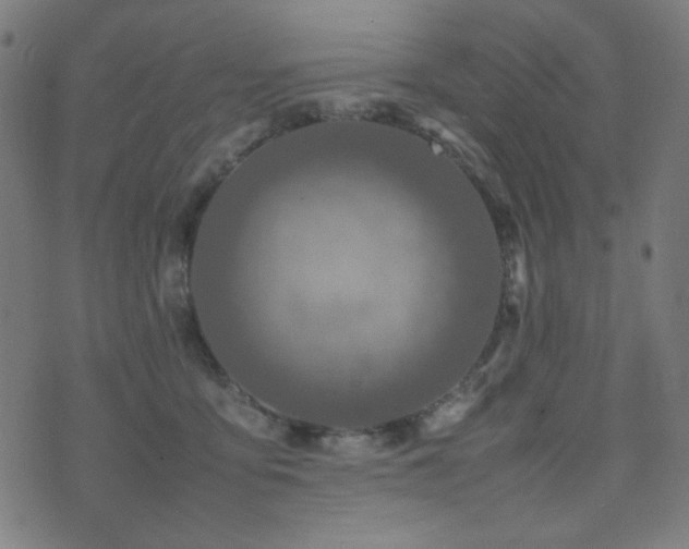 X0000075380419200609081209