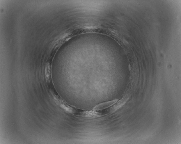 X0000075380528200609081208