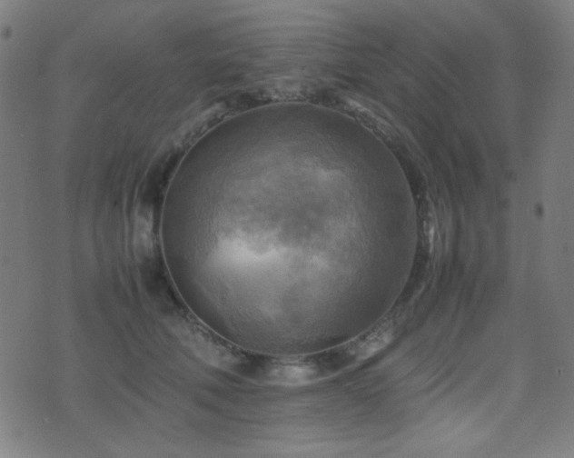 X0000075380610200609081206