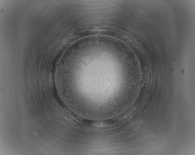 X0000075380704200609081205