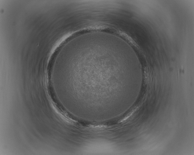 X0000075380726200609081204