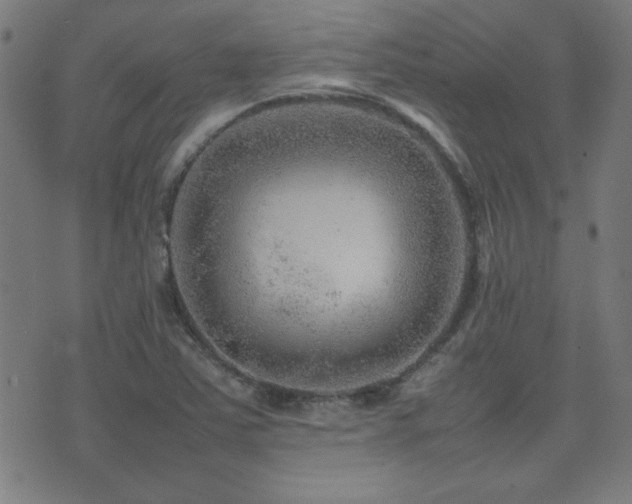 X0000075381363200609081154