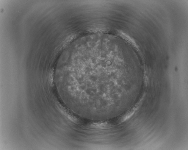 X0000075380065200609251202