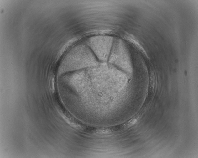 X0000075380110200609251202