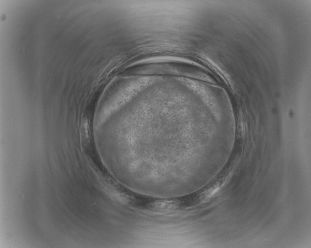 X0000075380117200609251202