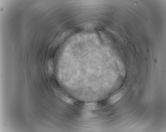 X0000075380240200609251200