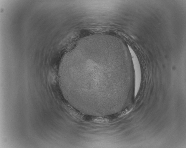 X0000075380515200609251155