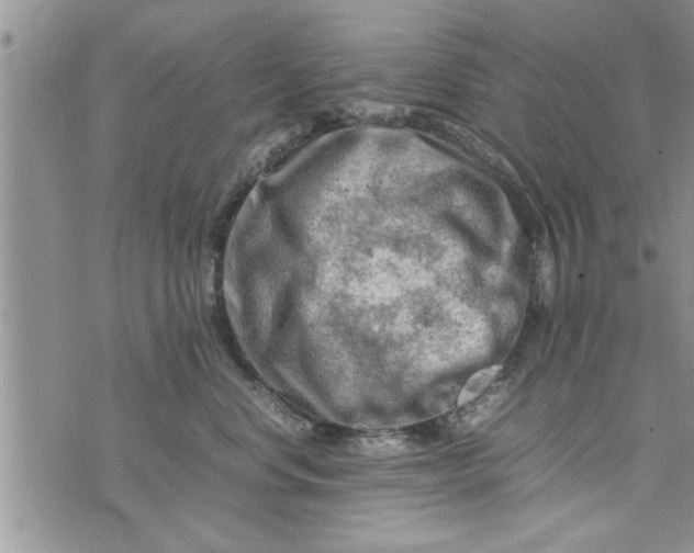 X0000075380668200609251153