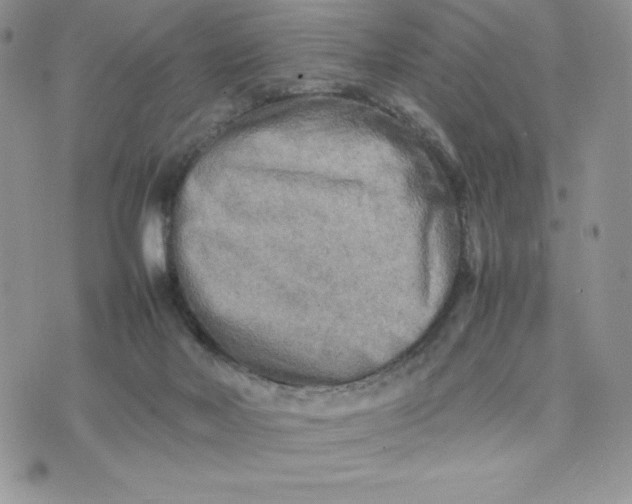 X0000075380026200609291602