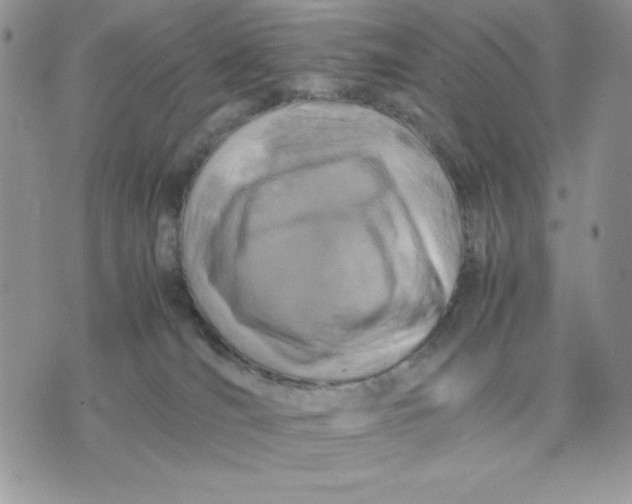 X0000075380036200609291602