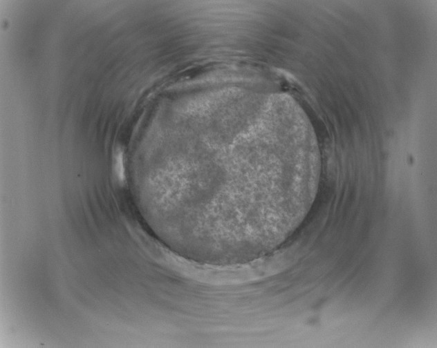 X0000075380042200609291602