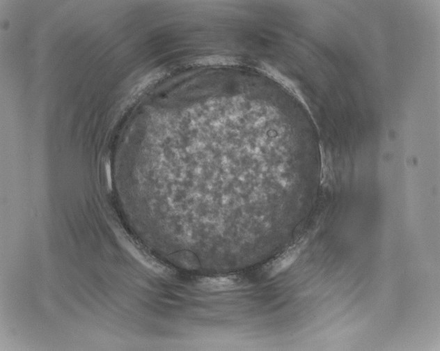 X0000075380061200609291601