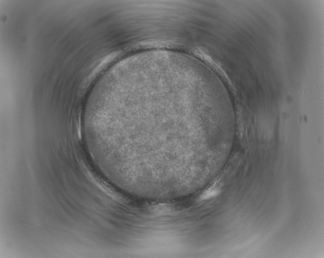 X0000075380062200609291601