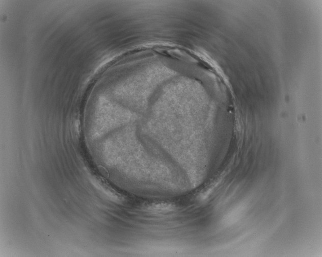 X0000075380063200609291601