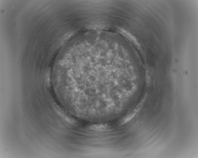 X0000075380065200609291601