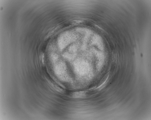 X0000075380094200609291602