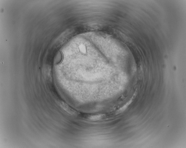 X0000075380178200609291600