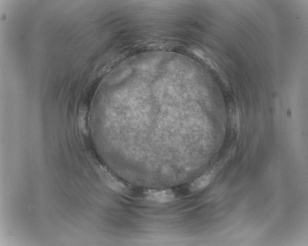 X0000075380185200609291600