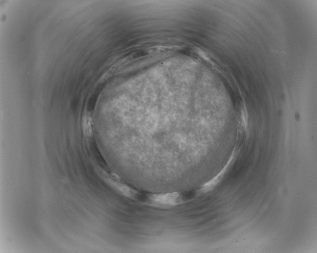 X0000075380191200609291600