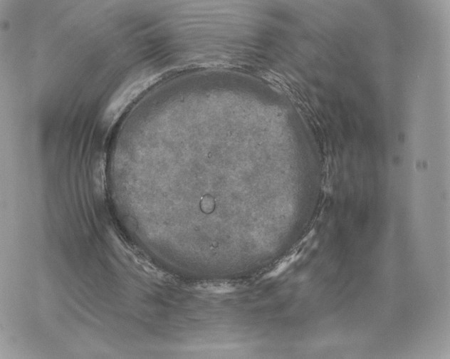 X0000075380194200609291559